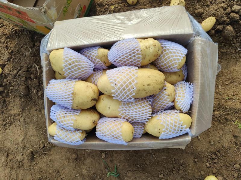湖北新土豆黄皮黄心v7土豆大量供应，可实地考察看货