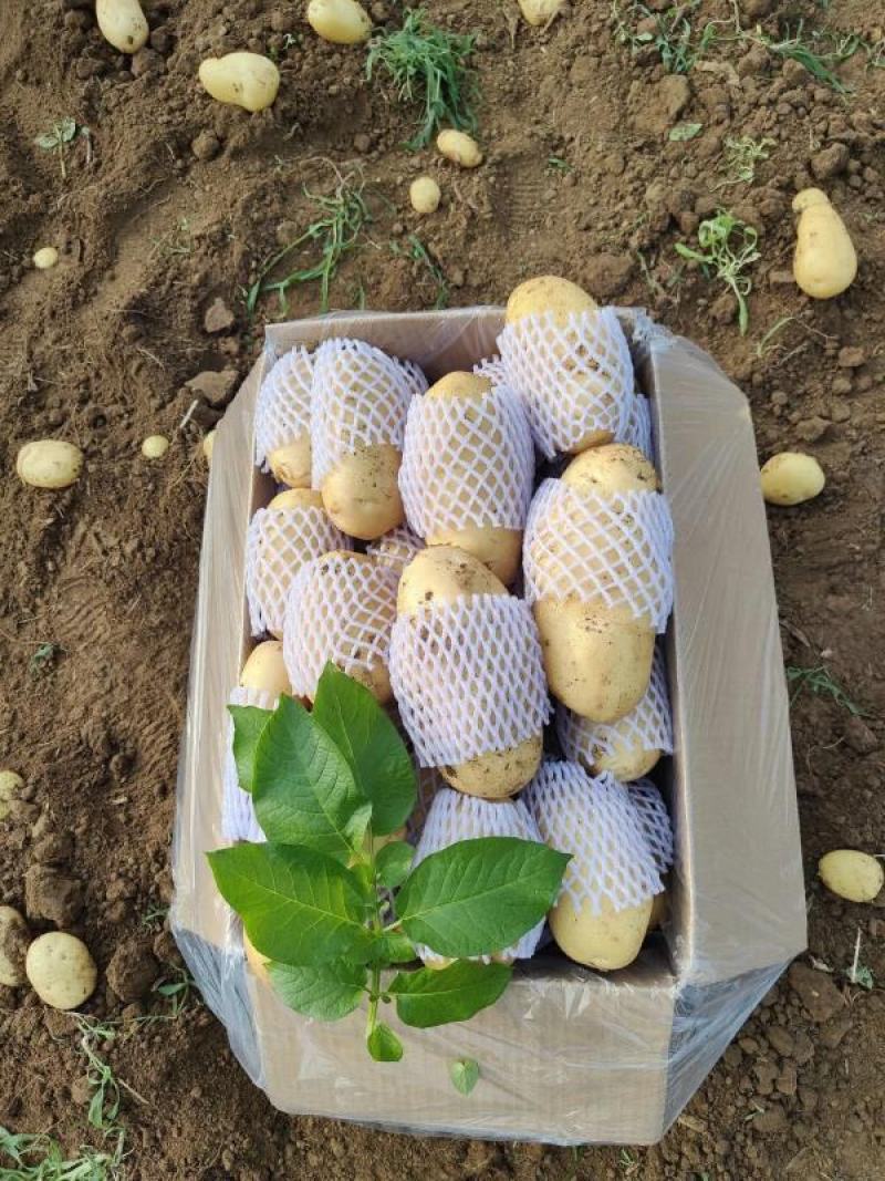 湖北新土豆黄皮黄心v7土豆大量供应，可实地考察看货