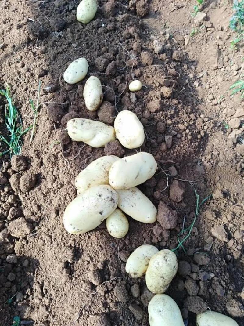 湖北新土豆黄皮黄心v7土豆大量供应，可实地考察看货