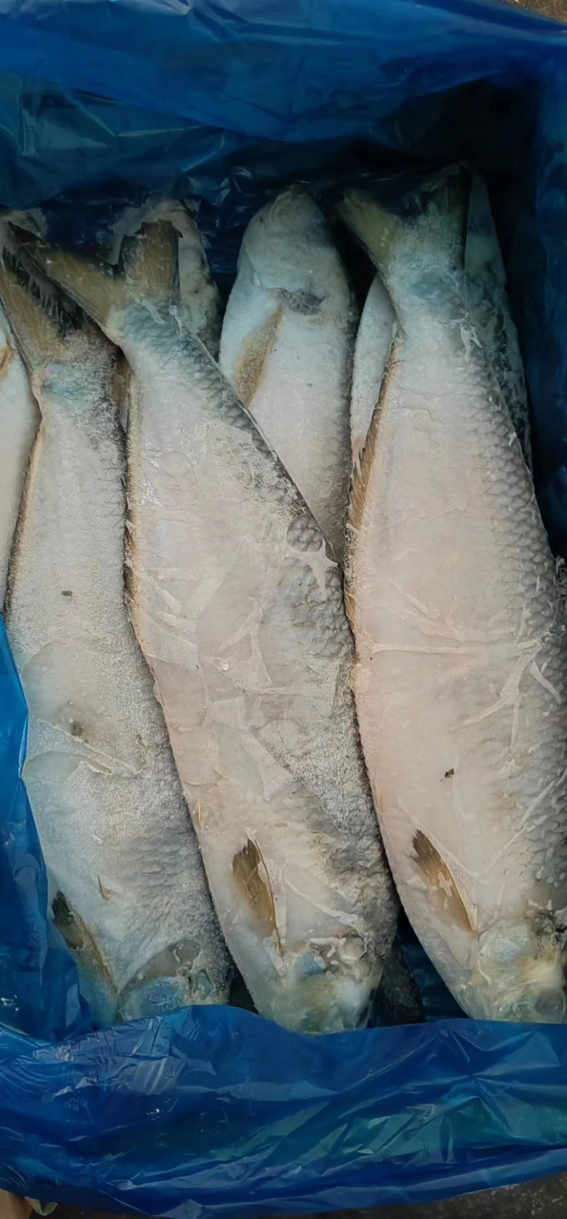 白力鱼，鳓鱼大小规格常年有货