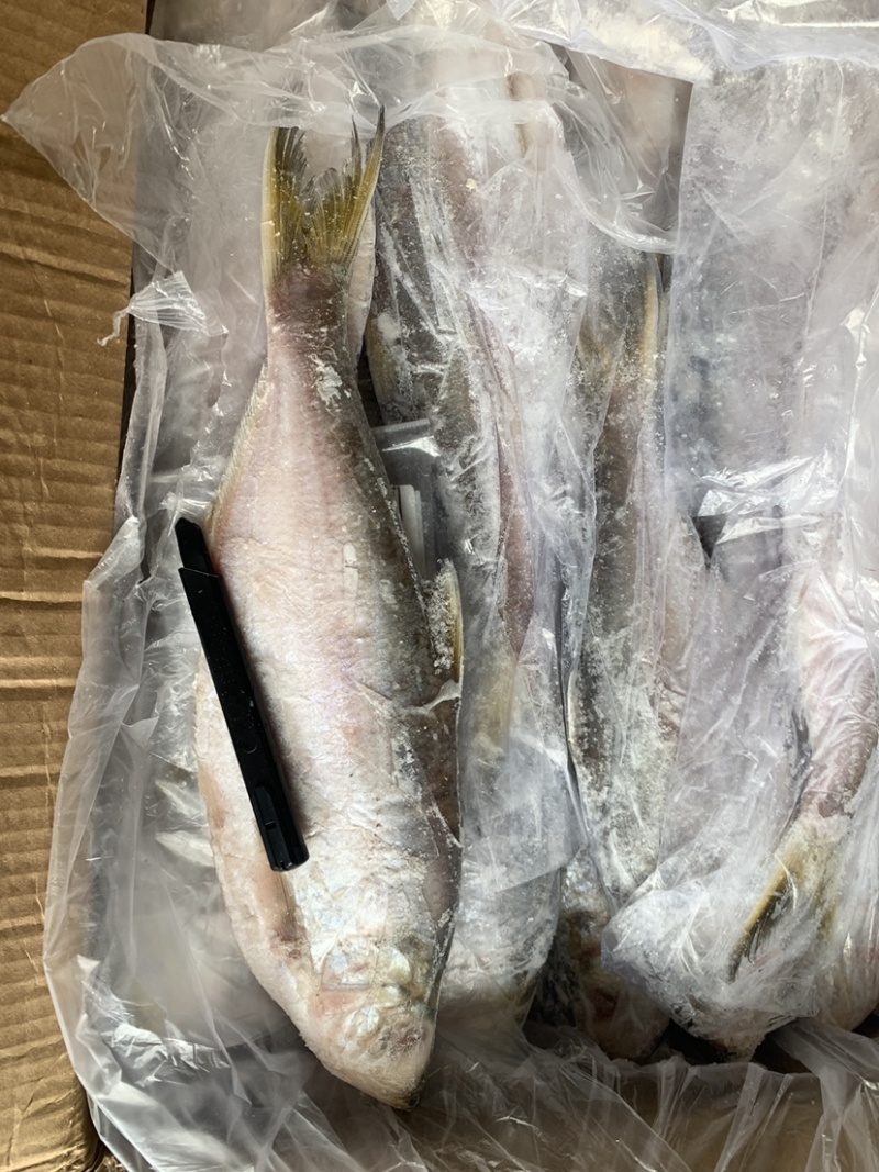 白力鱼，鳓鱼大小规格常年有货