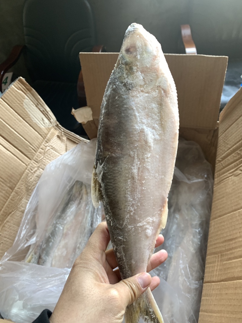 白力鱼，鳓鱼大小规格常年有货