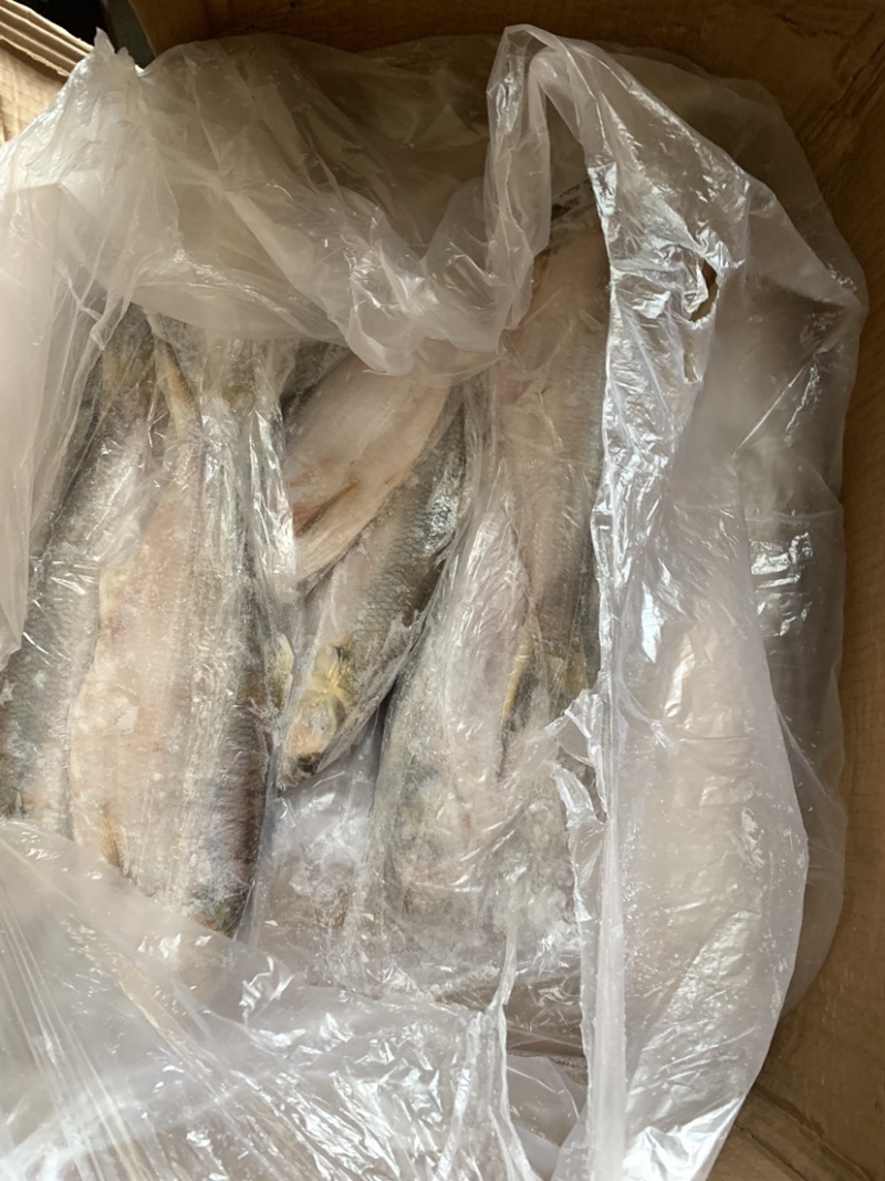白力鱼，鳓鱼大小规格常年有货