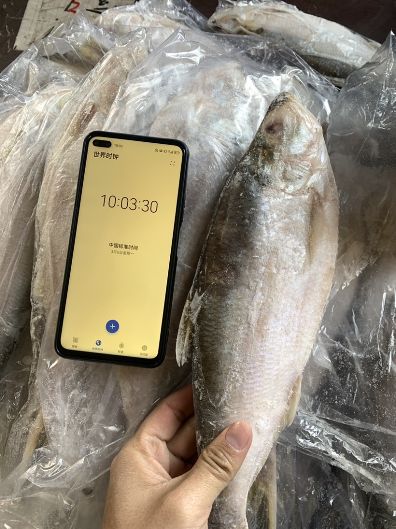 白力鱼，鳓鱼大小规格常年有货