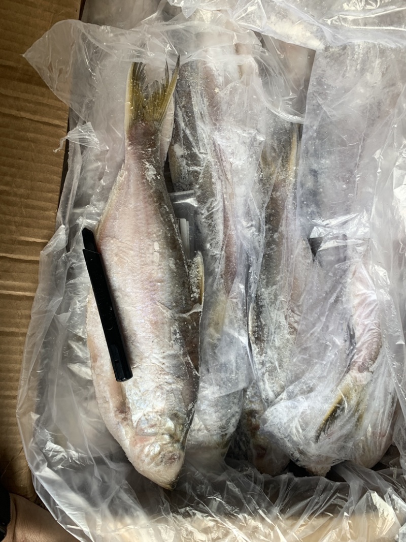 白力鱼，鳓鱼大小规格常年有货