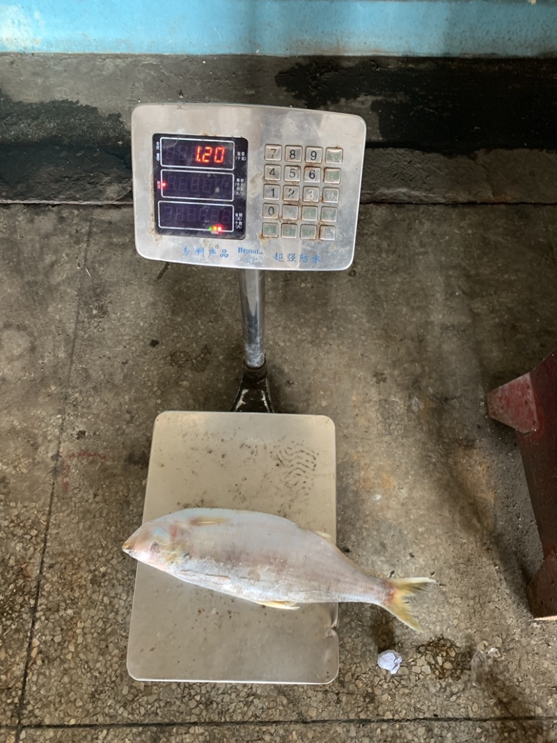 白力鱼，鳓鱼大小规格常年有货