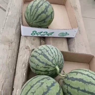 美都西瓜，有籽美都，嘉年华5号西瓜脆甜多汁，可提供一条龙