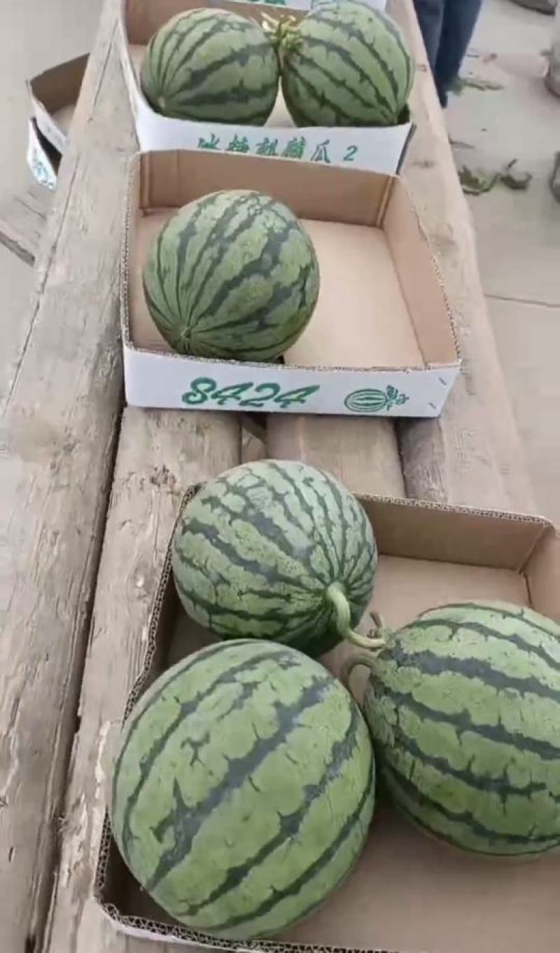 美都西瓜，有籽美都，嘉年华5号西瓜脆甜多汁，可提供一条龙