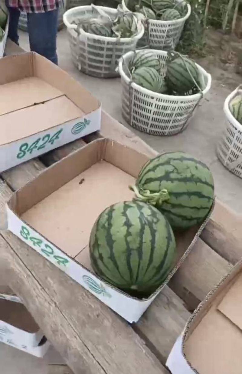 美都西瓜，有籽美都，嘉年华5号西瓜脆甜多汁，可提供一条龙