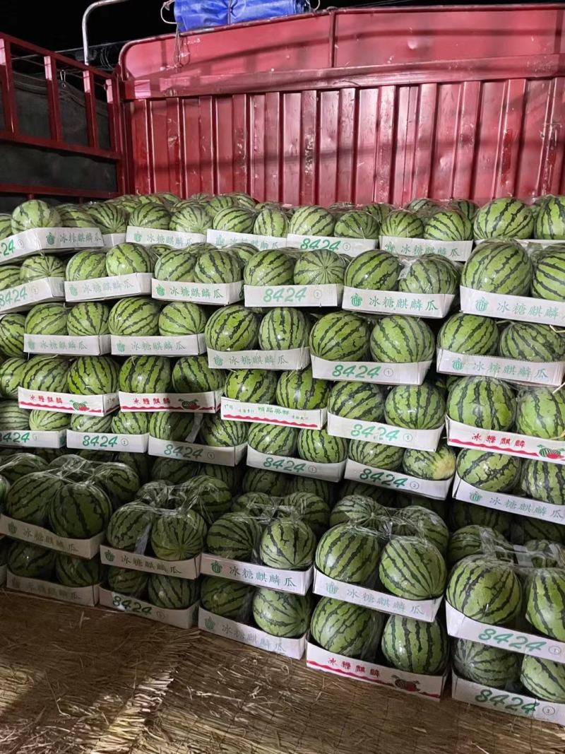 8424西瓜6斤打底8成熟头茬质量保证