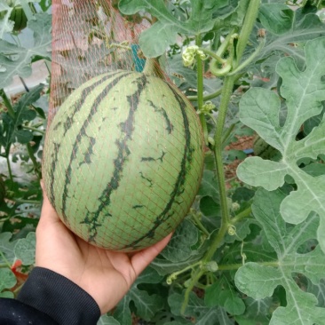 小糖丸大量上市