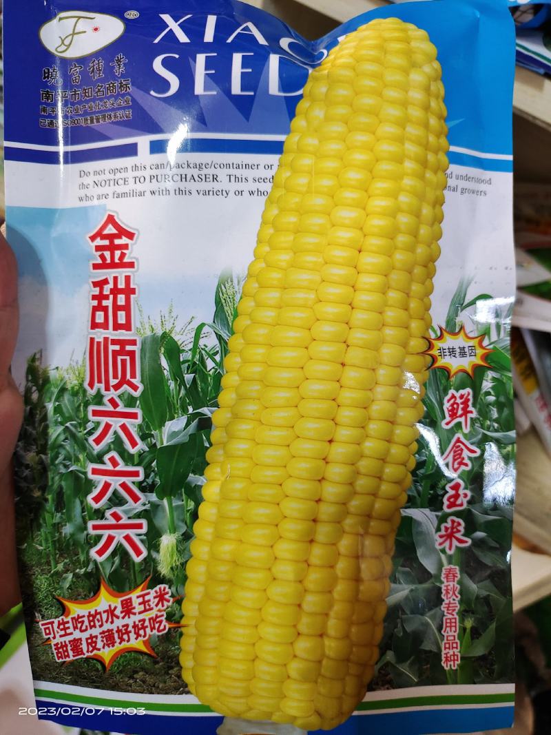 白皮甜瓜种子薄皮甜瓜种子果肉白色早熟丰产