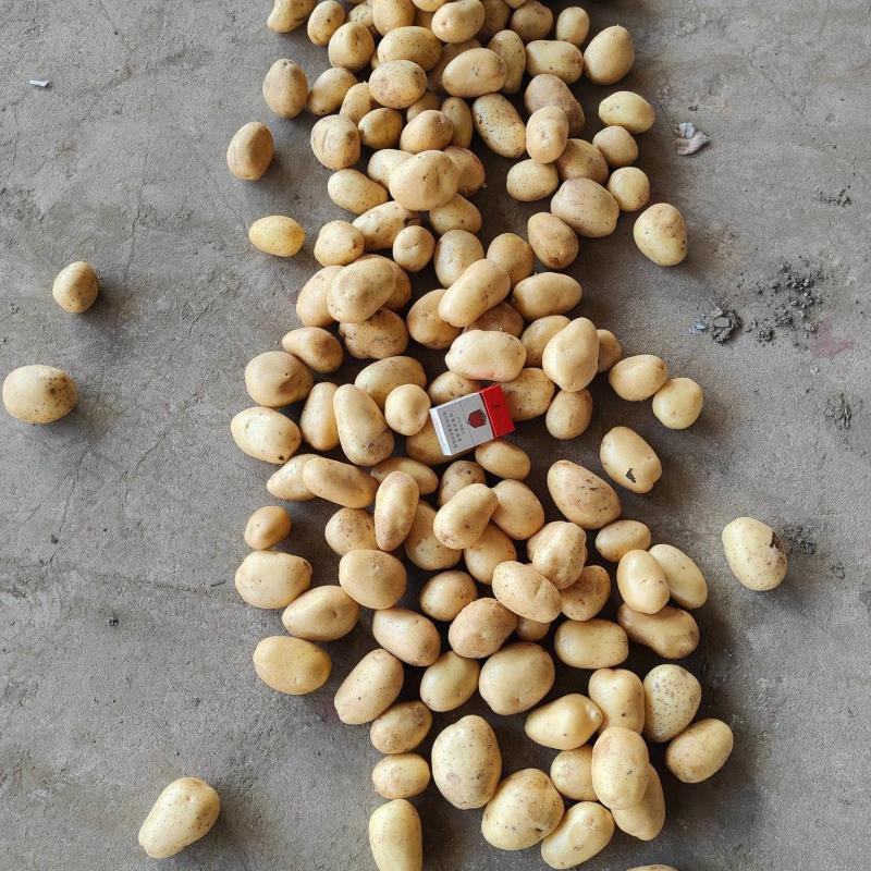湖北新土豆黄皮黄心土豆大量供应，可实地考察看货