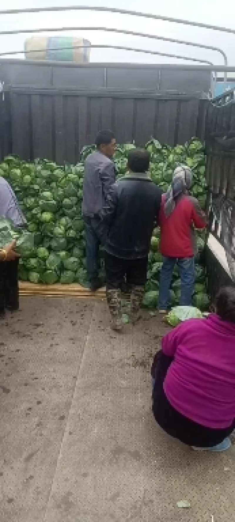 产地甘蓝大量上市，精品货源，产地一手货源货源欢迎下单