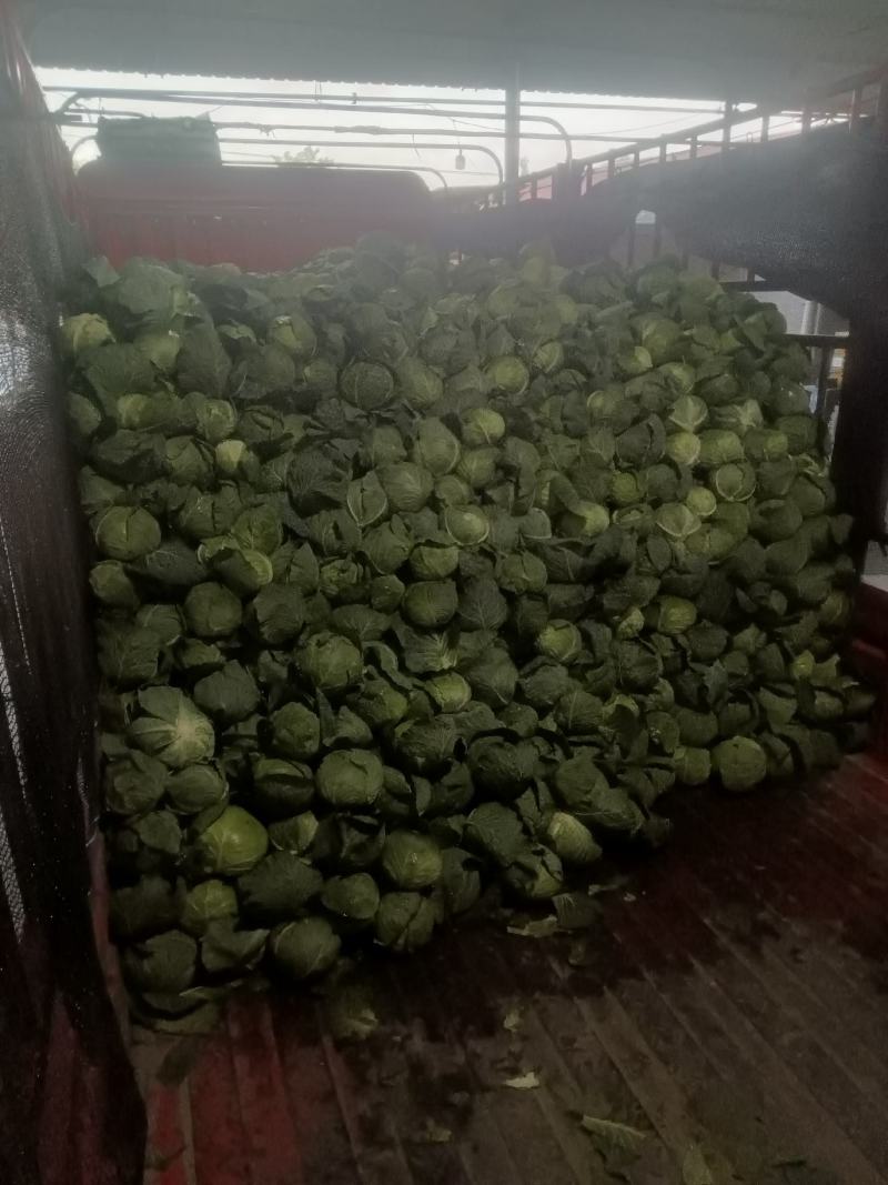 产地甘蓝大量上市，精品货源，产地一手货源货源欢迎下单