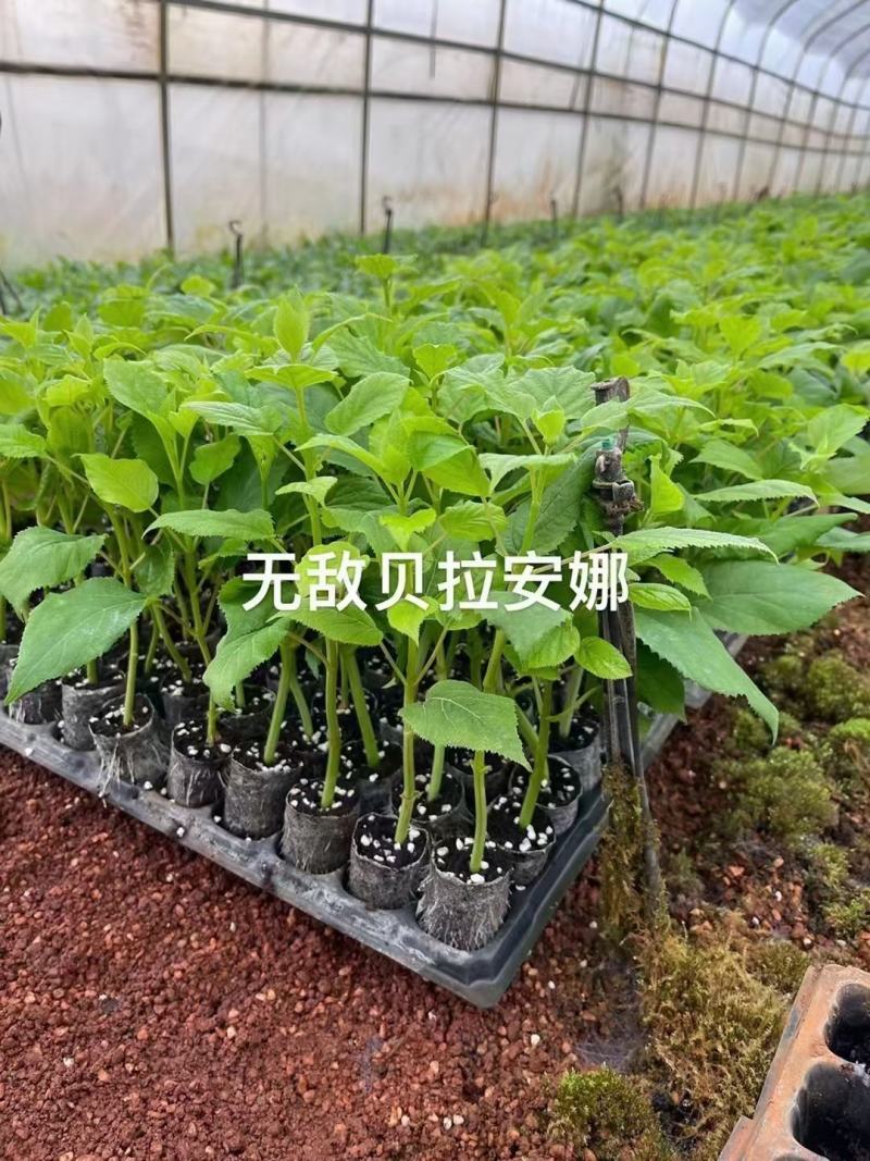 无di安娜袋苗接受-20°用于园艺绿化工程全国发货