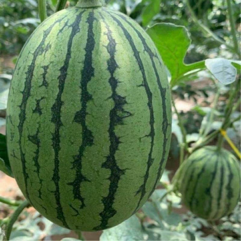 陕西甘美4K口感好皮薄瓤红新鲜采摘欢迎来电咨询