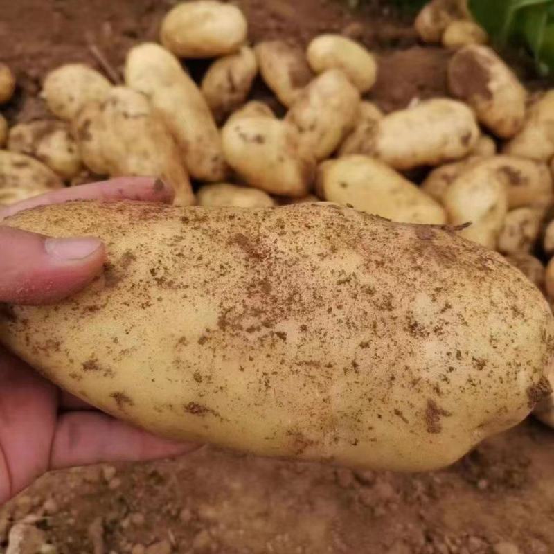土豆湖北黄心土豆万亩基地直供量大优惠对接商超批发