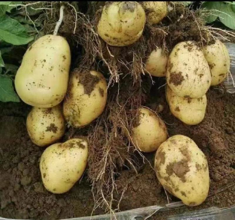 土豆湖北黄心土豆万亩基地直供量大优惠对接商超批发