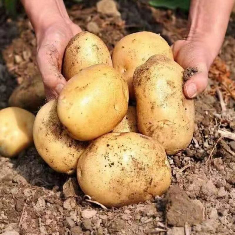 土豆湖北黄心土豆万亩基地直供量大优惠对接商超批发