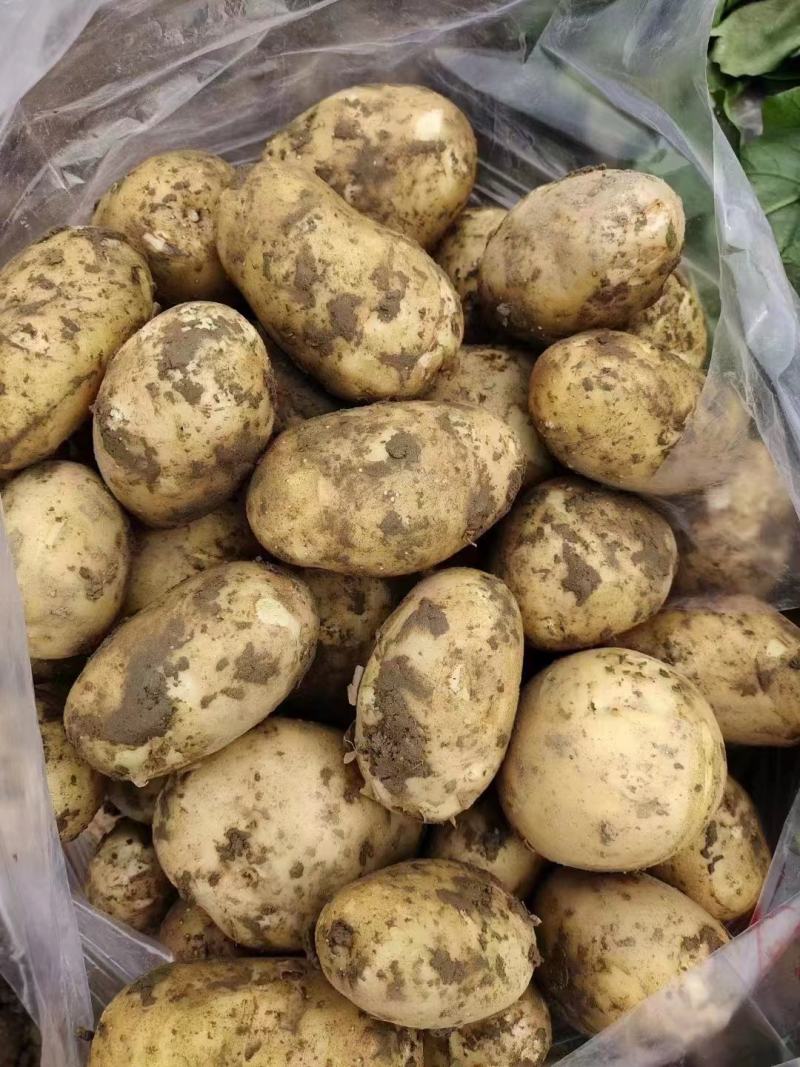 土豆湖北黄心土豆万亩基地直供量大优惠对接商超批发