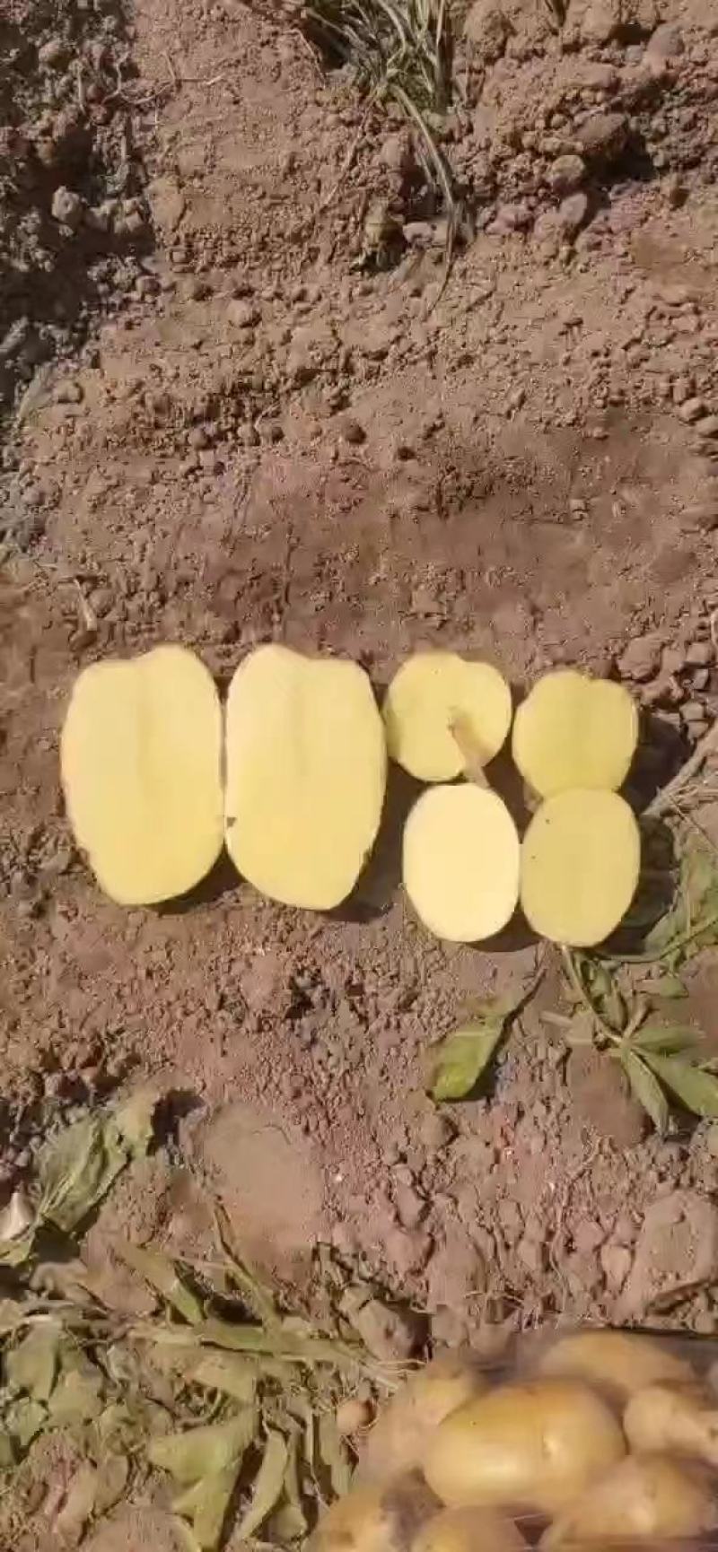 土豆湖北黄心土豆万亩基地直供量大优惠对接商超批发