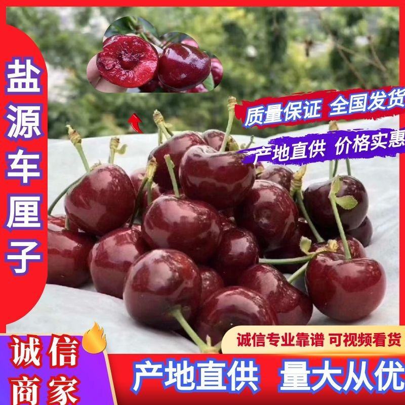 四川盐源黑珍珠大樱桃车厘子产地直供耐运输量大从优