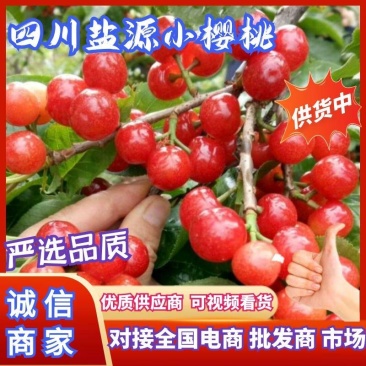【荐】四川盐源红灯小樱桃产地批发价格实惠产地批发
