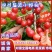 【荐】四川盐源红灯小樱桃产地批发价格实惠产地批发