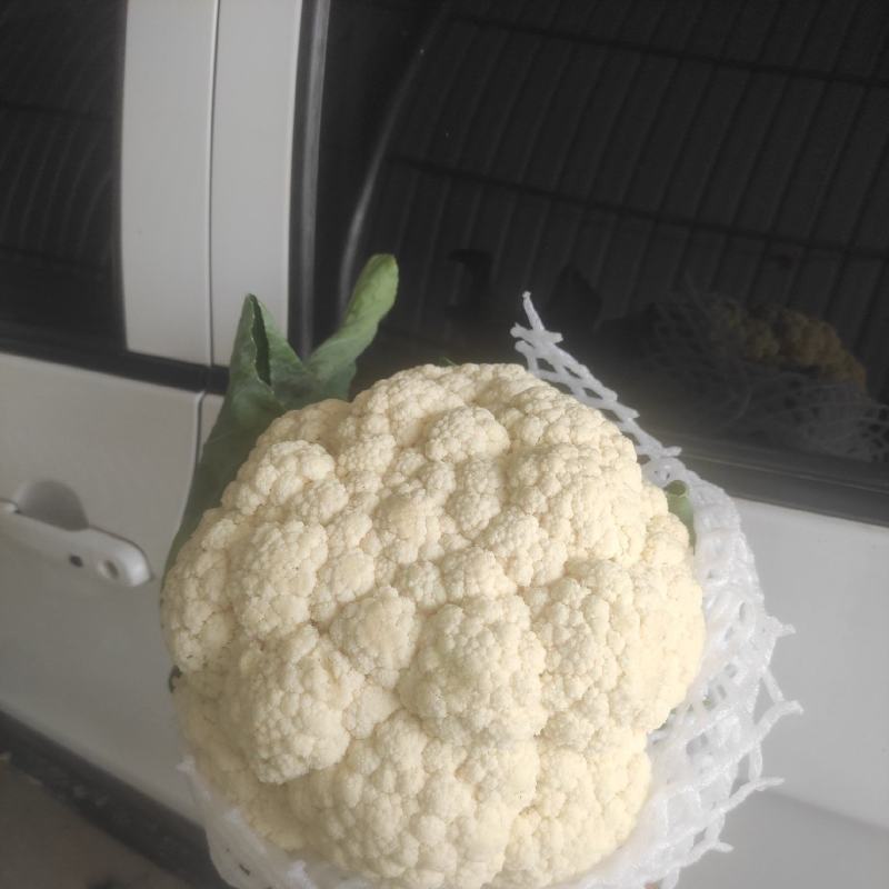 有机菜花现在上市中，量还可以，无坏头，质量很好