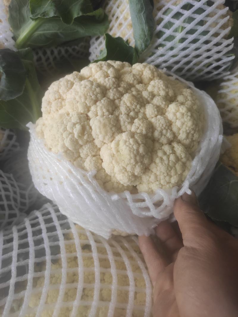 有机菜花现在上市中，量还可以，无坏头，质量很好
