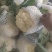 有机菜花现在上市中，量还可以，无坏头，质量很好