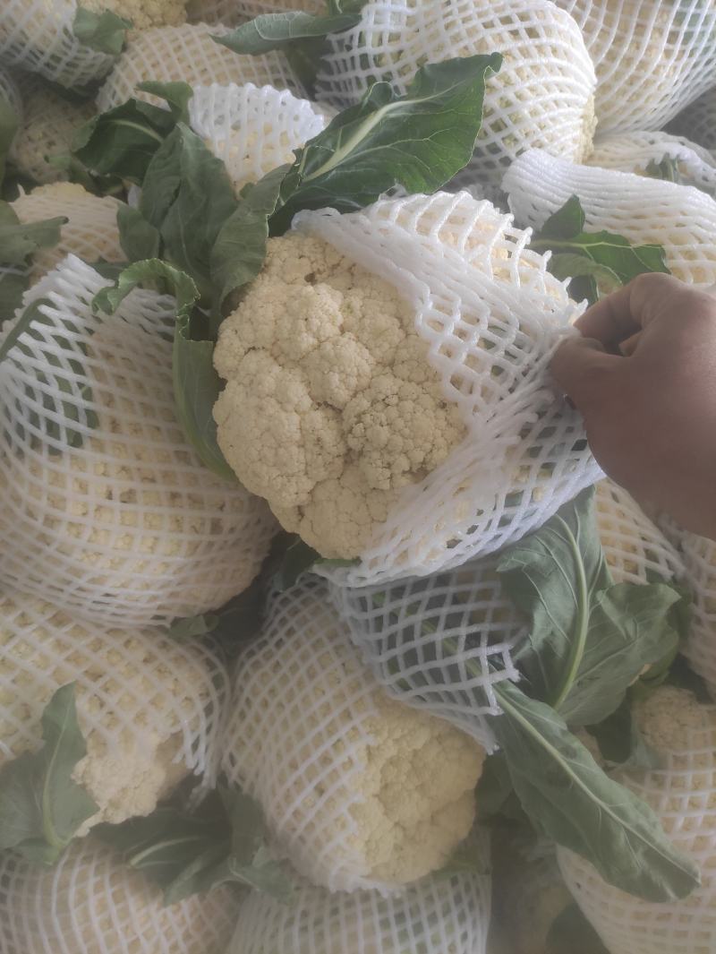 有机菜花现在上市中，量还可以，无坏头，质量很好