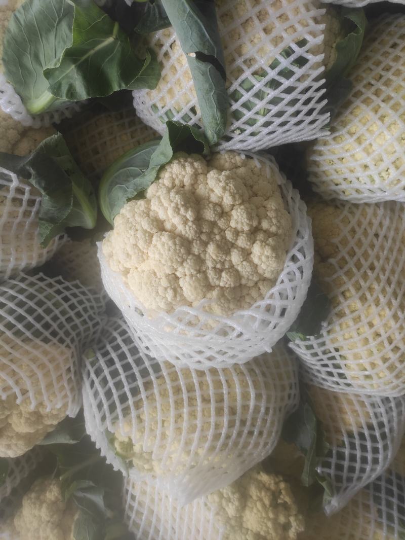 有机菜花现在上市中，量还可以，无坏头，质量很好