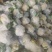 有机菜花现在上市中，量还可以，无坏头，质量很好