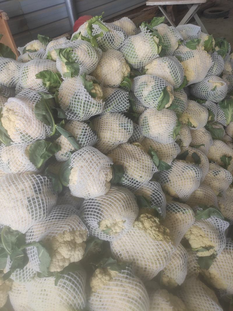 有机菜花现在上市中，量还可以，无坏头，质量很好