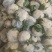 有机菜花现在上市中，量还可以，无坏头，质量很好