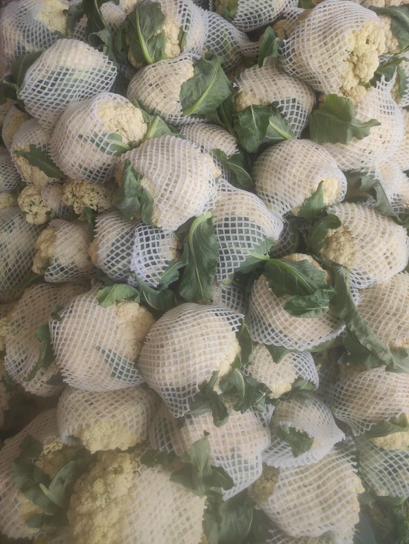 有机菜花现在上市中，量还可以，无坏头，质量很好