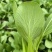 【产地直供】【上海青】新鲜油菜对商超电商批发量大从优