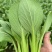 【产地直供】【上海青】新鲜油菜对商超电商批发量大从优