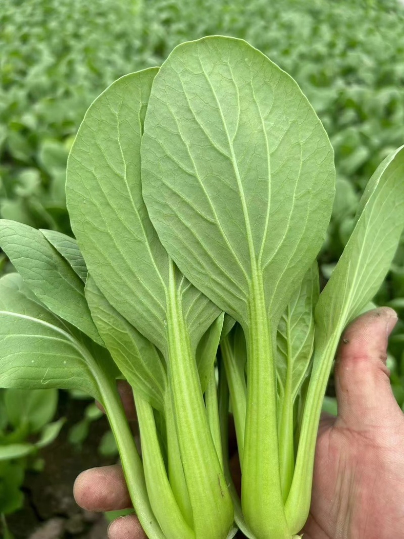 【产地直供】【上海青】新鲜油菜对商超电商批发量大从优