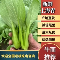 【产地直供】【上海青】新鲜油菜对商超电商批发量大从优