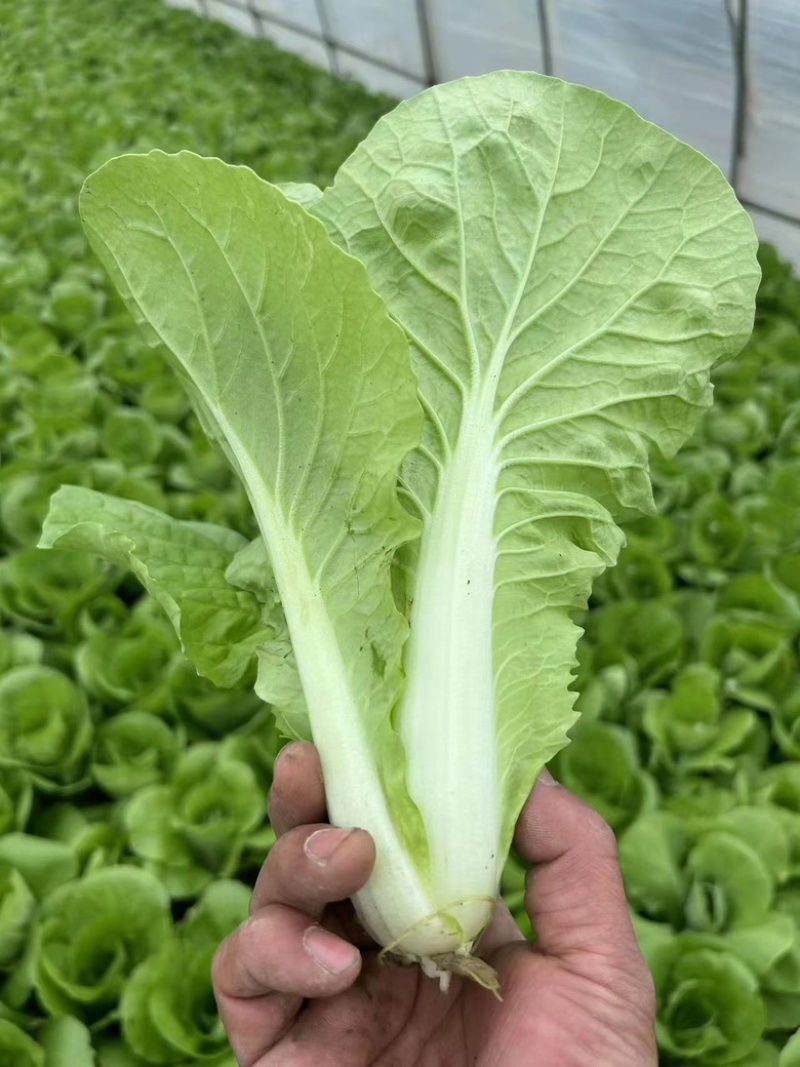 【好货降价】杭白菜新鲜脆嫩无丝小白菜量大从优