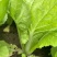 【好货降价】杭白菜新鲜脆嫩无丝小白菜量大从优