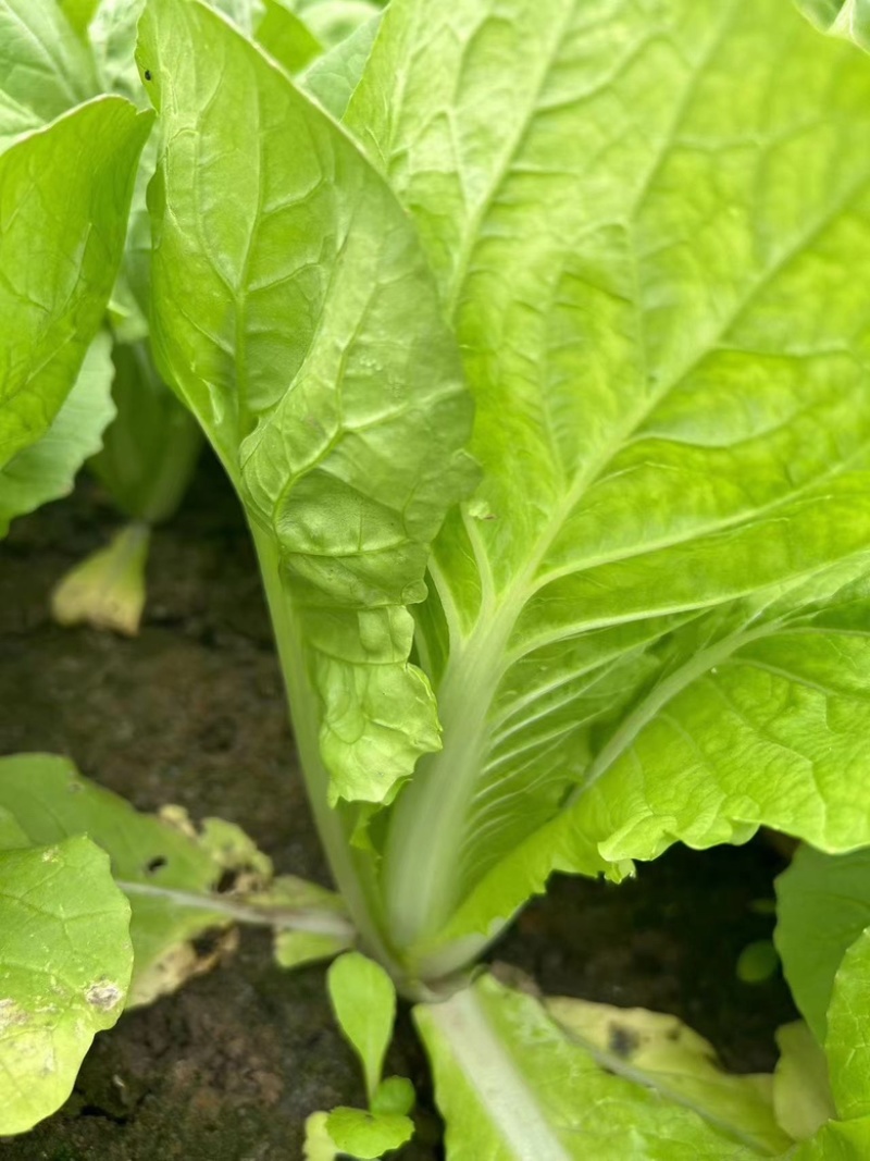 【好货降价】杭白菜新鲜脆嫩无丝小白菜量大从优