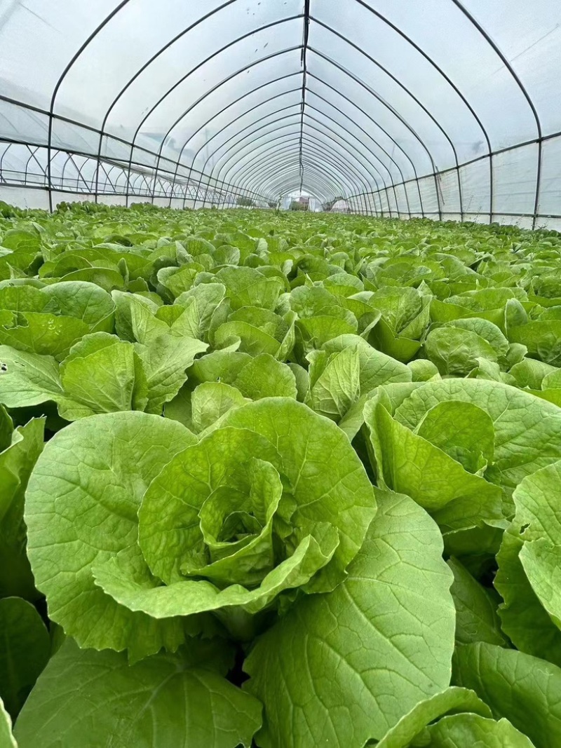 【好货降价】杭白菜新鲜脆嫩无丝小白菜量大从优