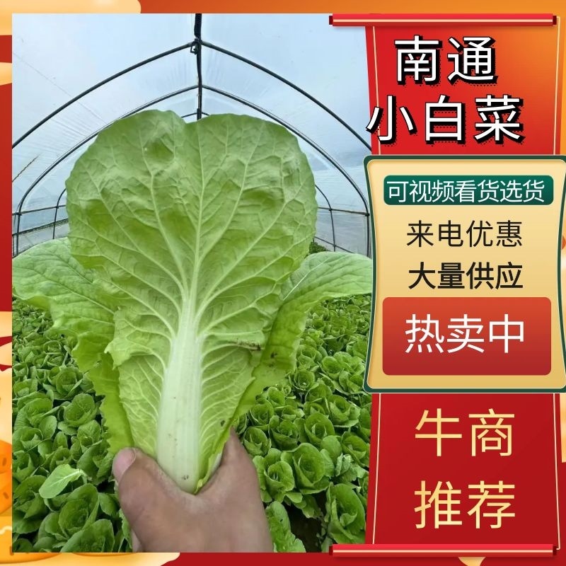 【好货降价】杭白菜新鲜脆嫩无丝小白菜量大从优