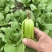精品小颗青菜产地发货新鲜脆嫩量大从优欢迎咨询