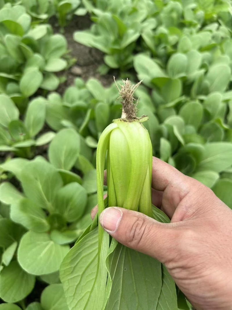 精品小颗青菜产地发货新鲜脆嫩量大从优欢迎咨询