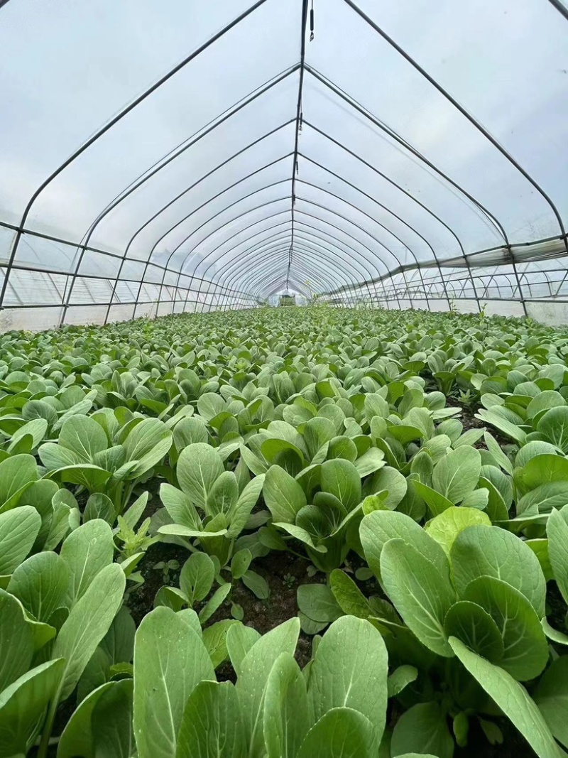 精品小颗青菜产地发货新鲜脆嫩量大从优欢迎咨询